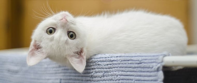 compléments alimentaires chat